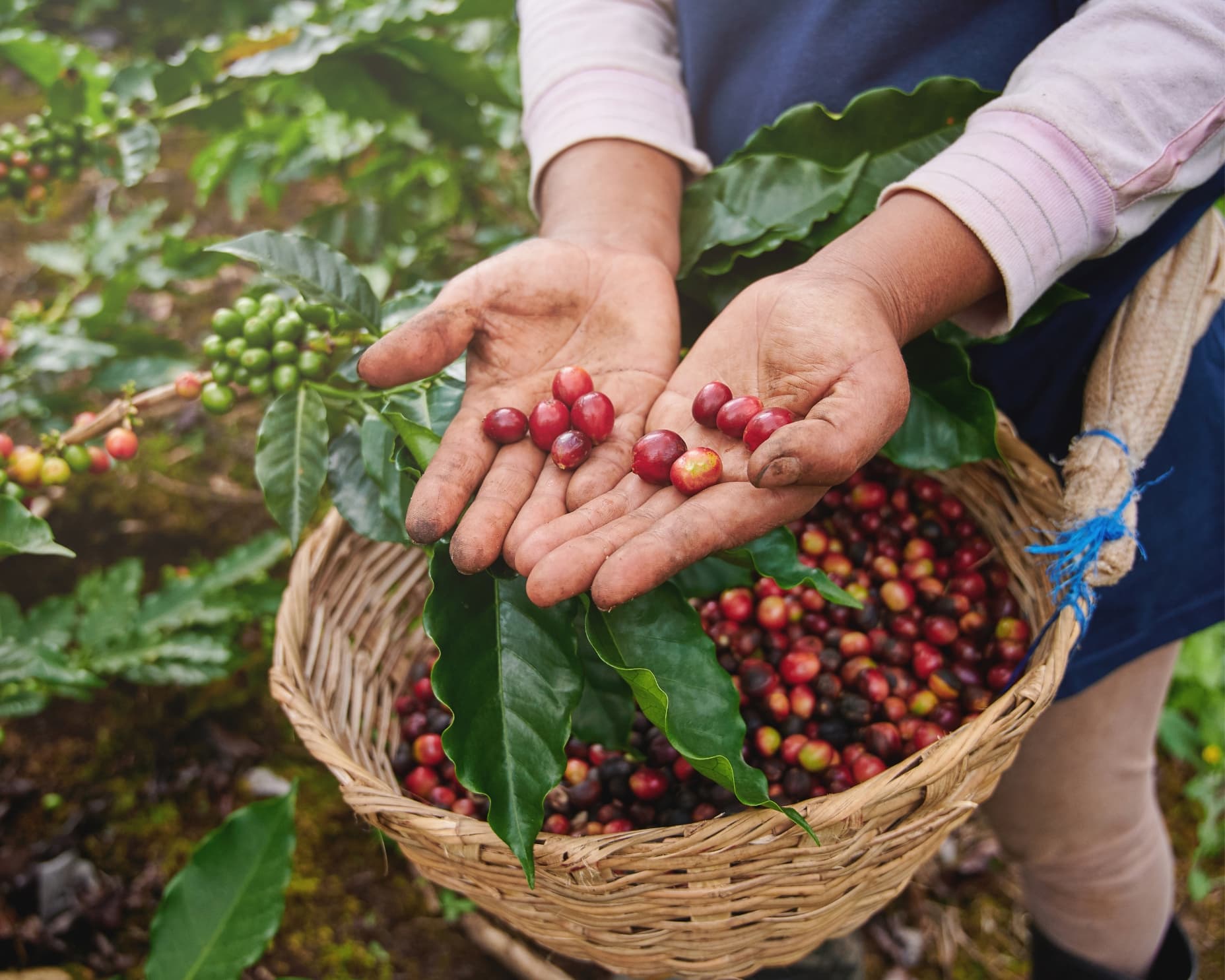Recolección manual de granos de café