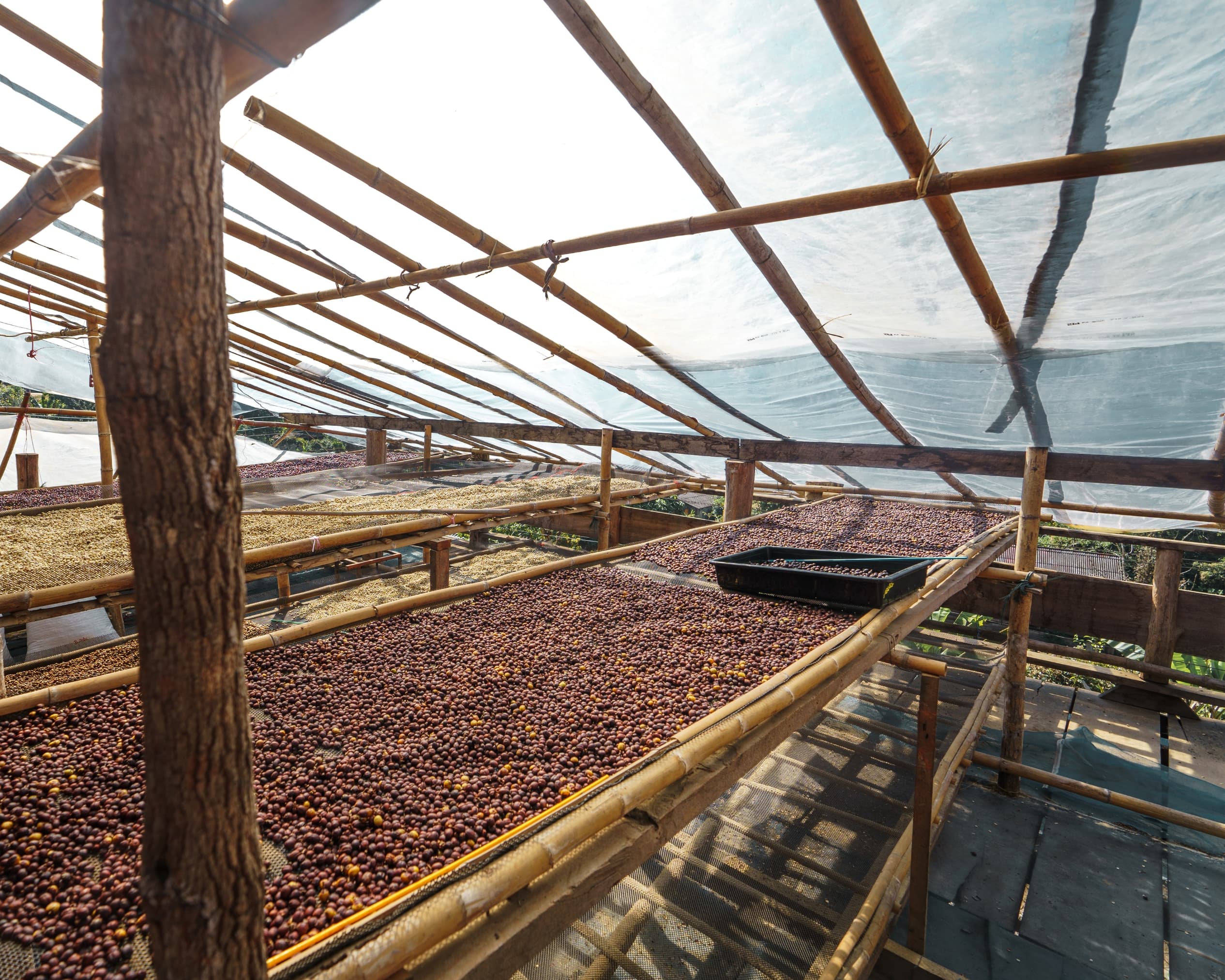 Proceso de secado del café